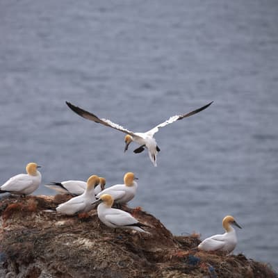 Helgoland 2026 – Bild 13