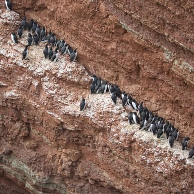 Helgoland 2026 – Bild 14
