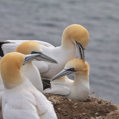 Helgoland 2026 – Bild 15