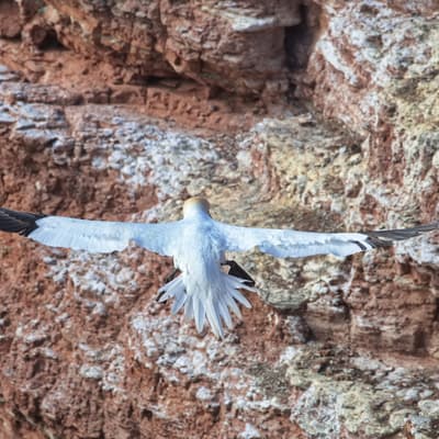 Helgoland 2026 – Bild 24