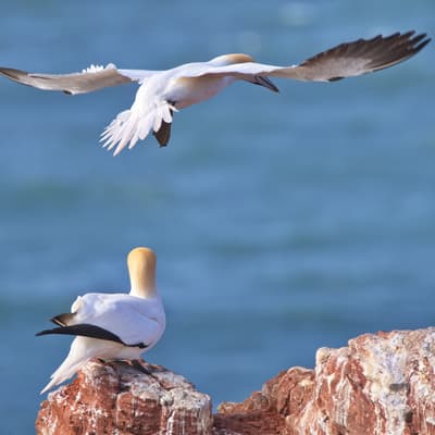 Helgoland 2026 – Bild 25