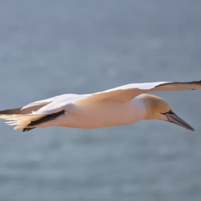 Helgoland 2026 – Bild 27