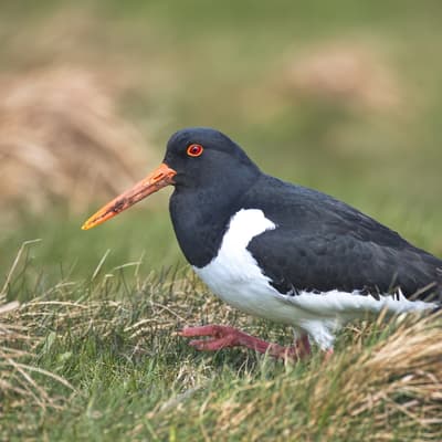 Helgoland 2026 – Bild 30