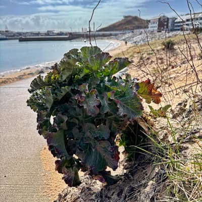 Helgoland 2026 – Bild 34