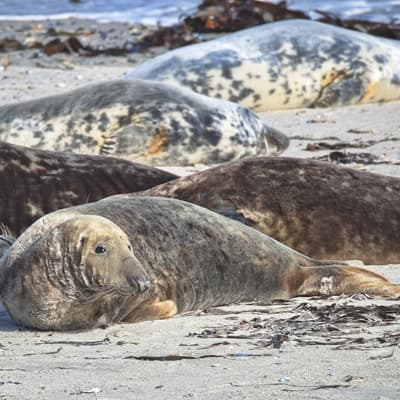 Helgoland 2026 – Bild 39