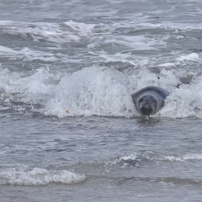 Helgoland 2026 – Bild 45