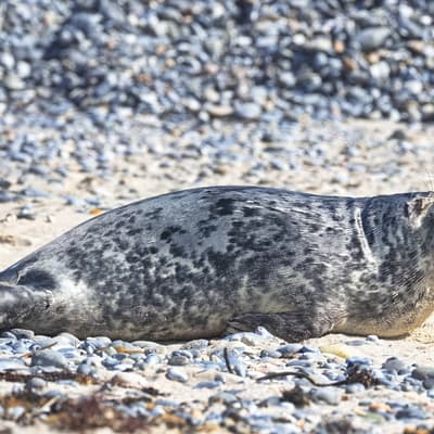 Helgoland 2026 – Bild 54