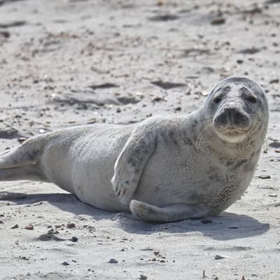 Helgoland 2026 – Bild 56