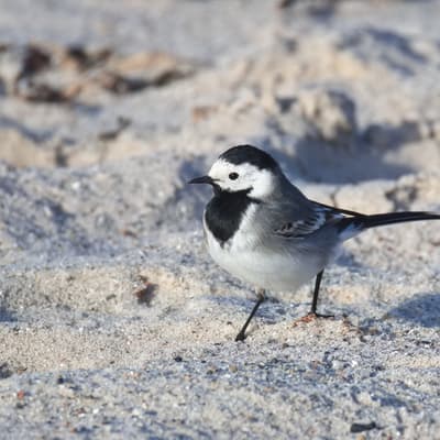 Helgoland 2026 – Bild 58