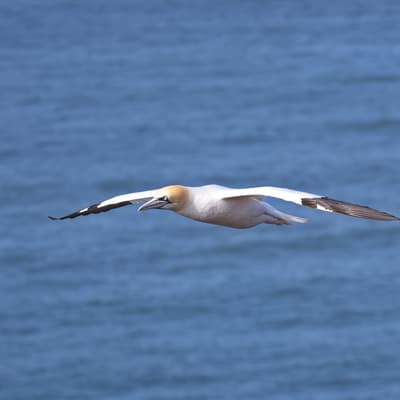 Helgoland 2026 – Bild 65
