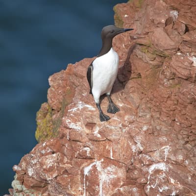 Helgoland 2026 – Bild 66