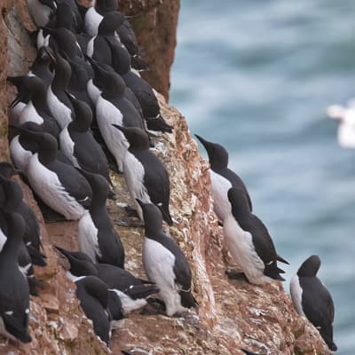 Helgoland 2026 – Bild 67