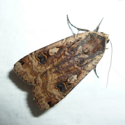 Isle of Man 2012 – Bild 29