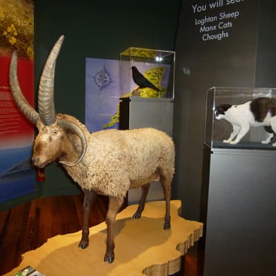 Isle of Man 2012 – Bild 122