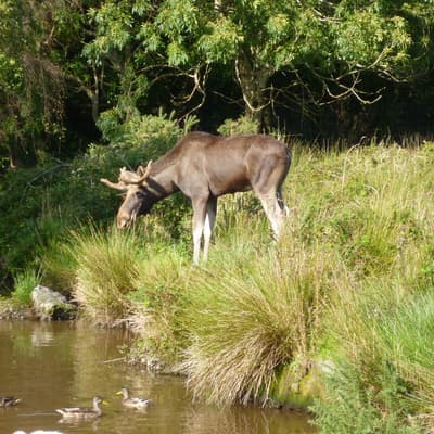 Isle of Man 2012 – Bild 173