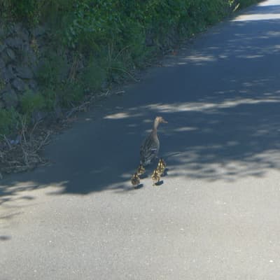 Isle of Man 2015 – Bild 374