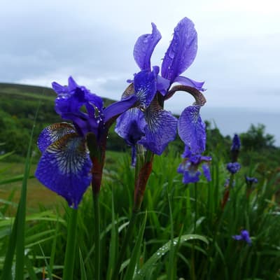 Isle of Man 2015 – Bild 594