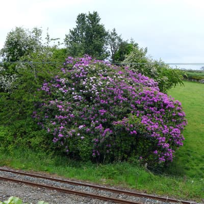 Isle of Man 2015 – Bild 595