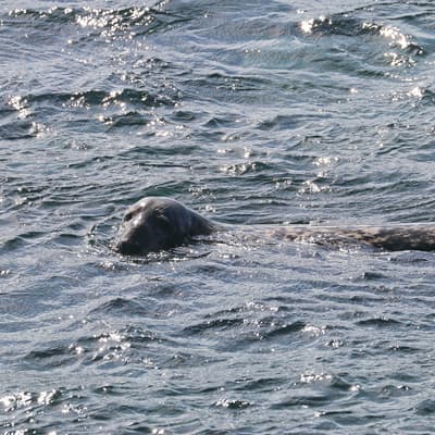 Isle of Man 2018 – Bild 109