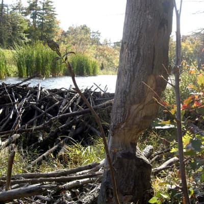 Kanada 2008 – Bild 88
