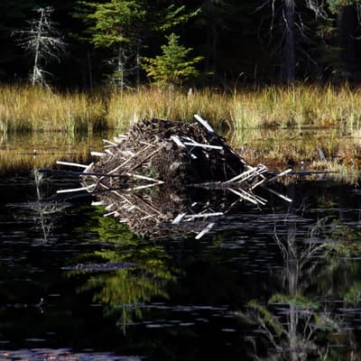 Kanada 2008 – Bild 134