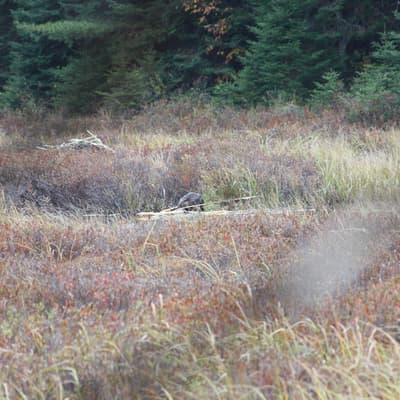 Kanada 2008 – Bild 145