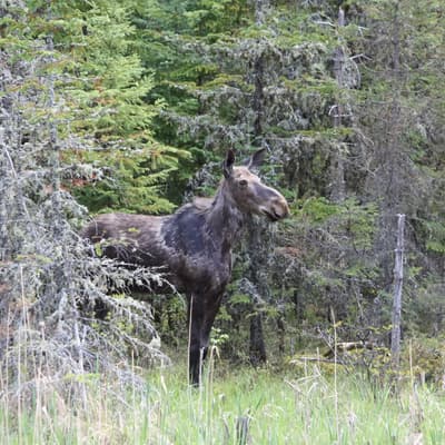 Kanada 2014 – Bild 99