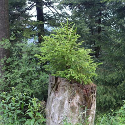 Westweg 2019 – Bild 34