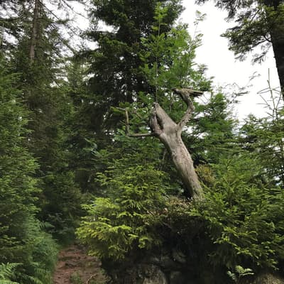 Westweg 2019 – Bild 77