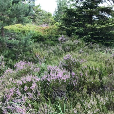 Westweg 2019 – Bild 79