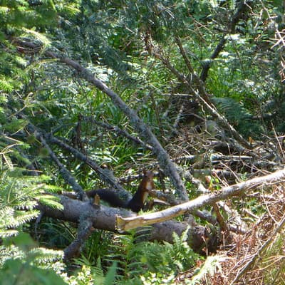 Westweg 2019 – Bild 90