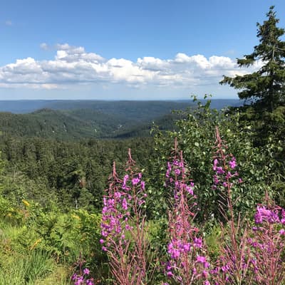 Westweg 2019 – Bild 106