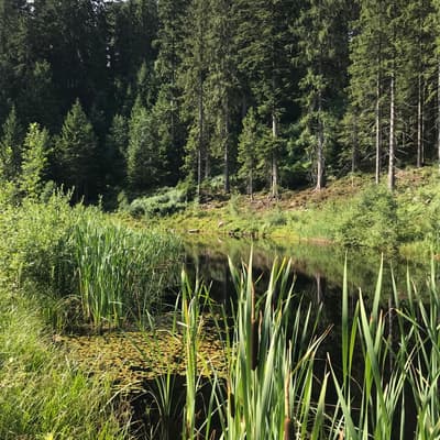 Westweg 2019 – Bild 136