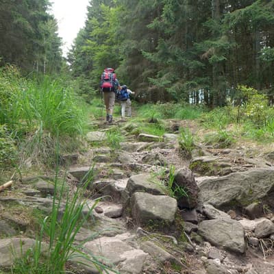 Westweg 2019 – Bild 149