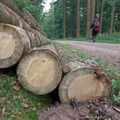 Westweg 2019 – Bild 162