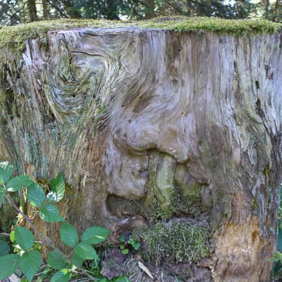 Westweg 2019 – Bild 168