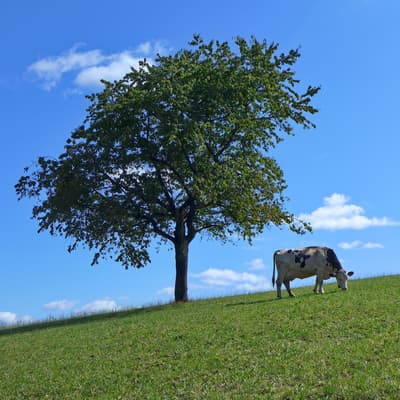 Westweg 2019 – Bild 173