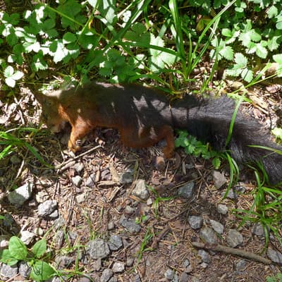Westweg 2019 – Bild 175