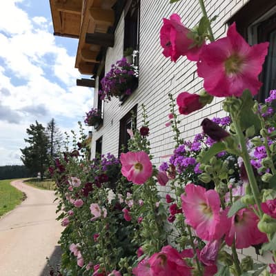 Westweg 2019 – Bild 210