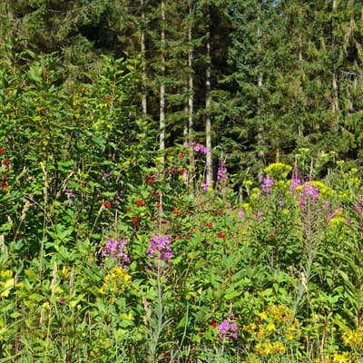 Westweg 2019 – Bild 252