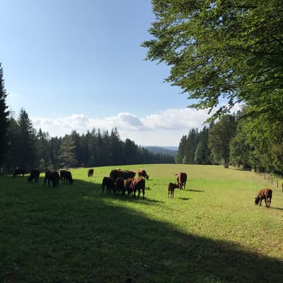 Westweg 2019 – Bild 258