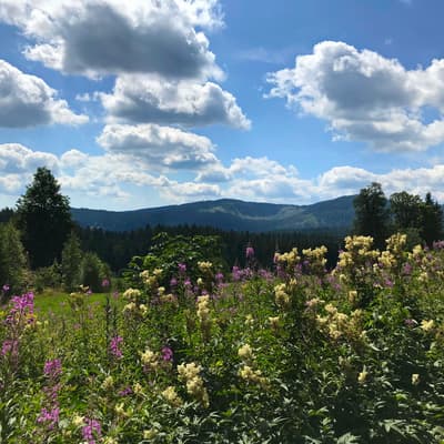 Westweg 2019 – Bild 320