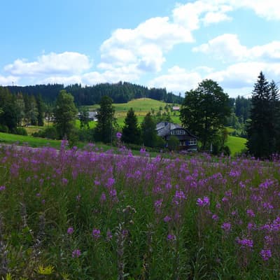 Westweg 2019 – Bild 321
