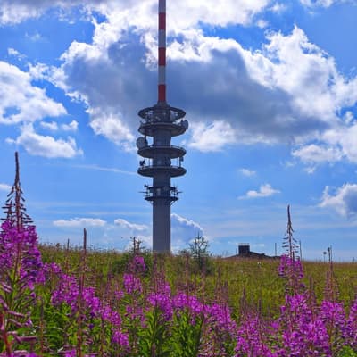Westweg 2019 – Bild 348