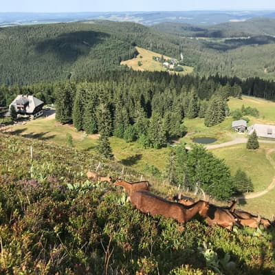 Westweg 2019 – Bild 351