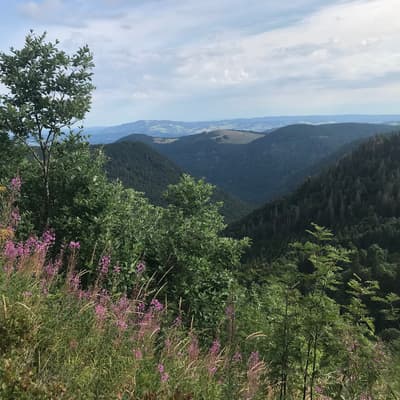 Westweg 2019 – Bild 364
