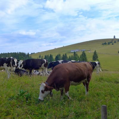 Westweg 2019 – Bild 366
