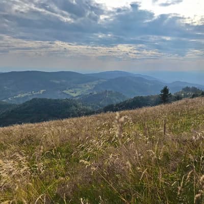 Westweg 2019 – Bild 393