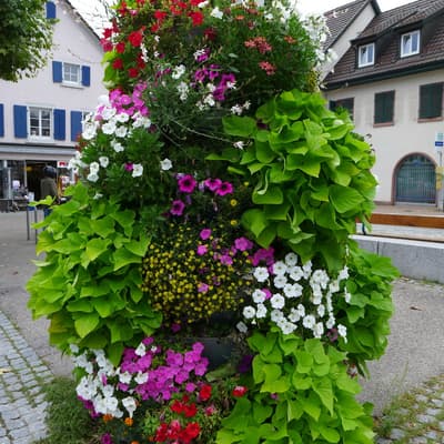 Westweg 2019 – Bild 435