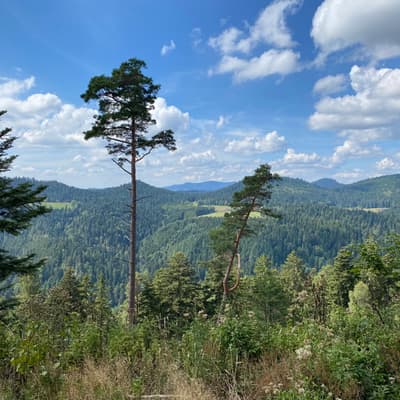 Mittelweg 2022 – Bild 75
